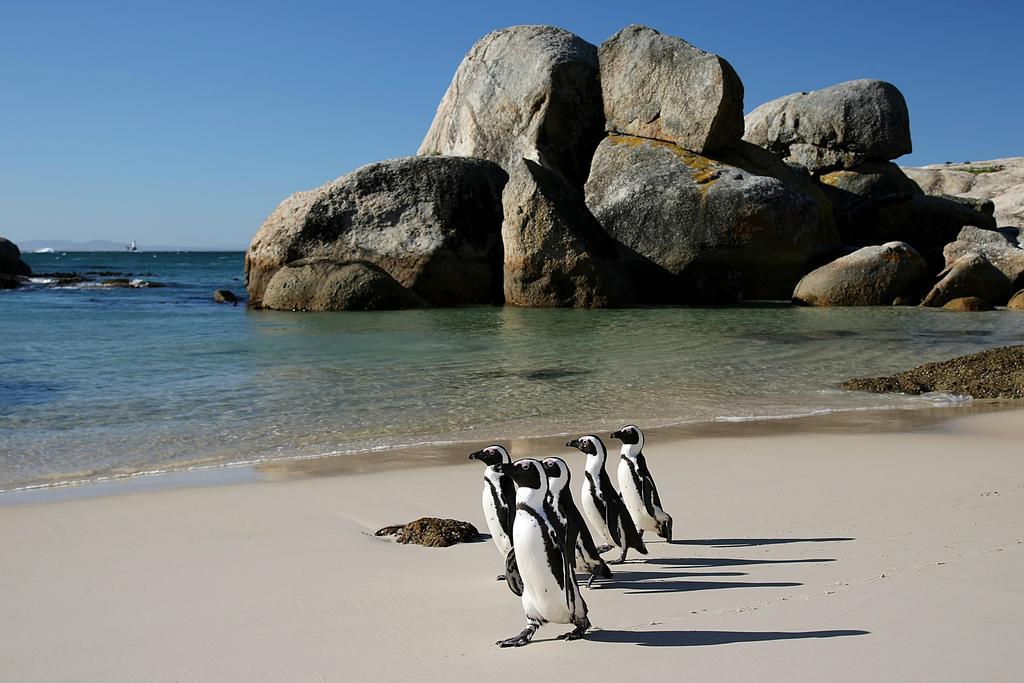 Roman Rock Apartments Simonʼs Town Zewnętrze zdjęcie